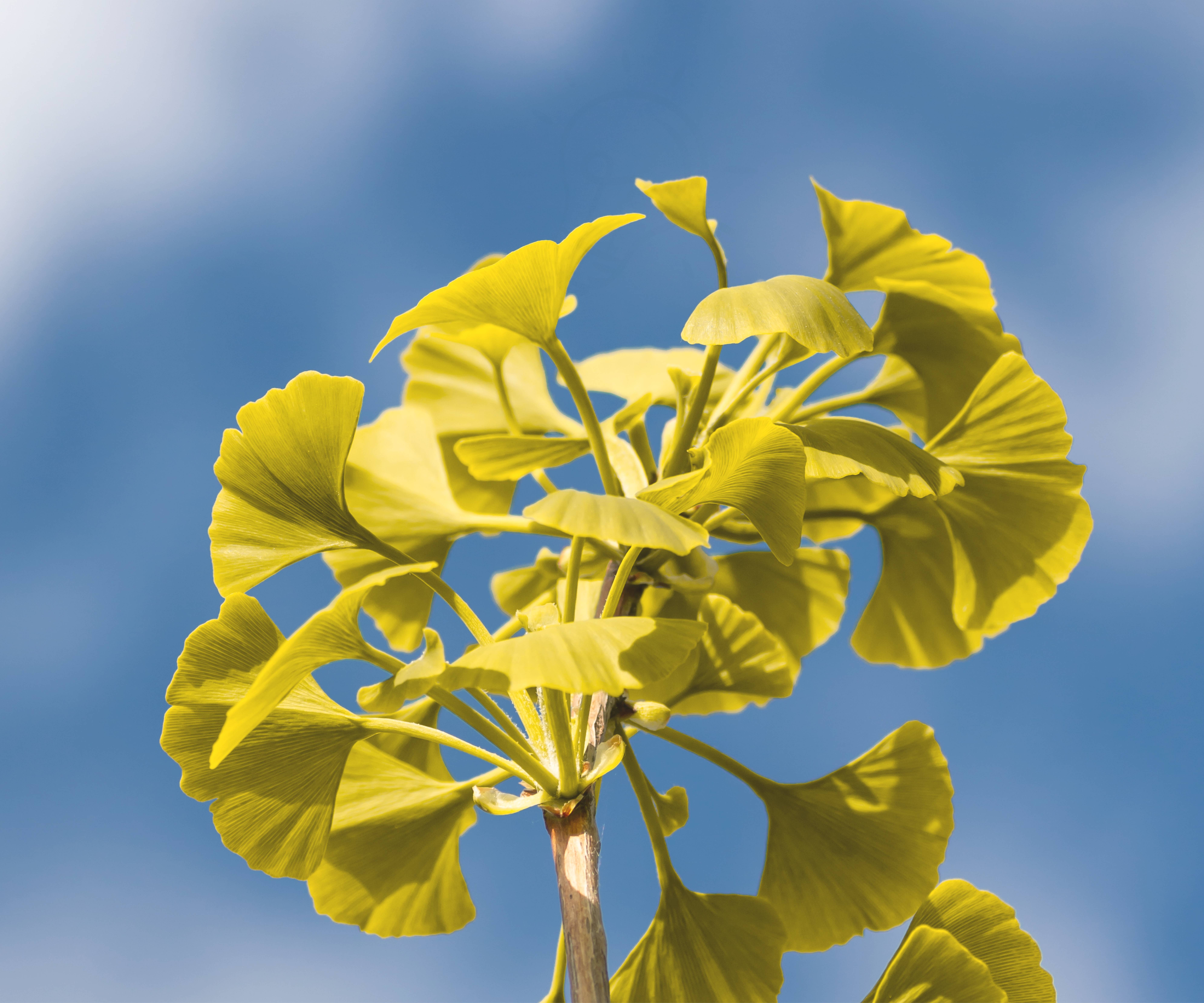 Ginkgo for Improved Blood Flow