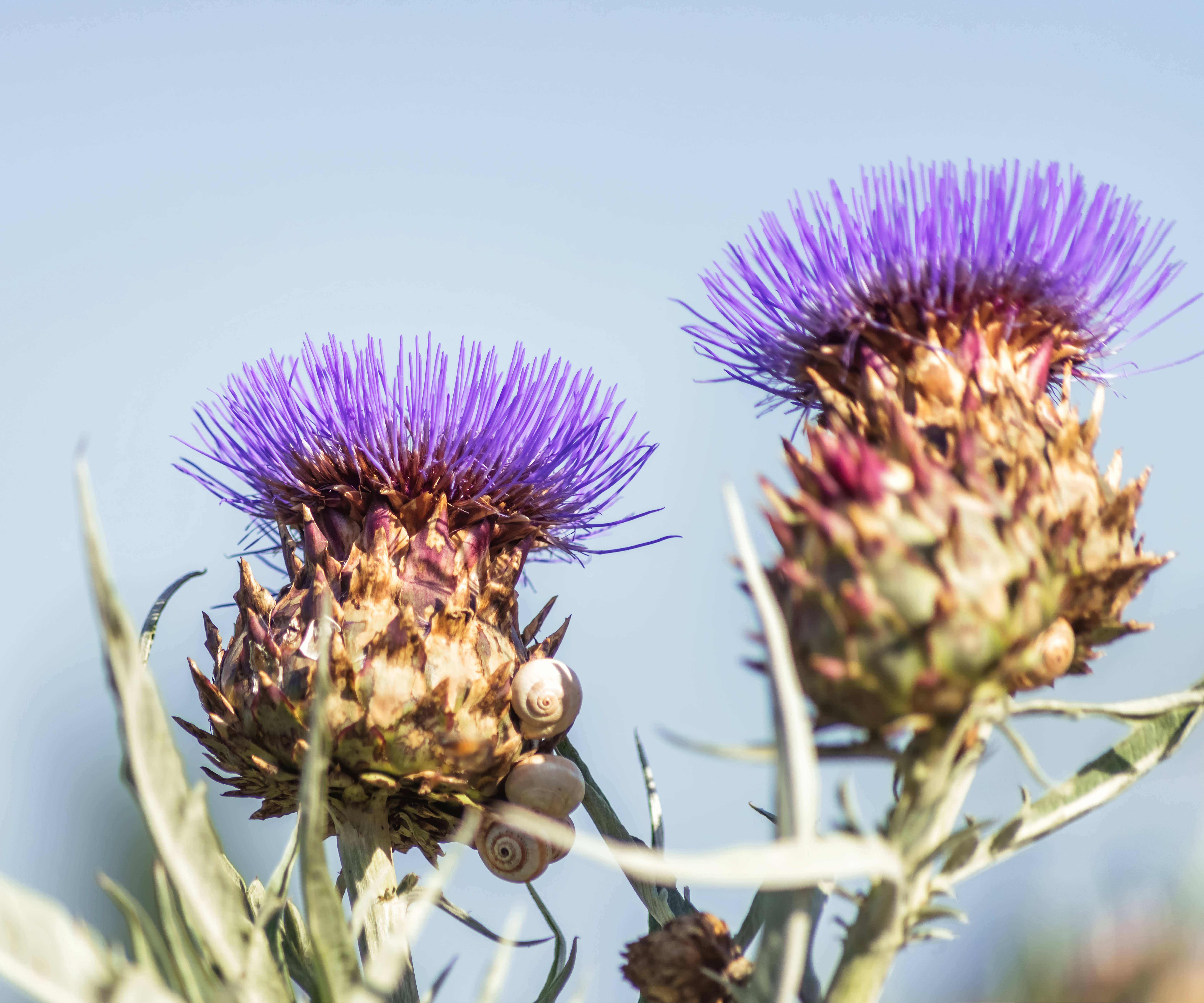 Milk Thistle for Liver Health